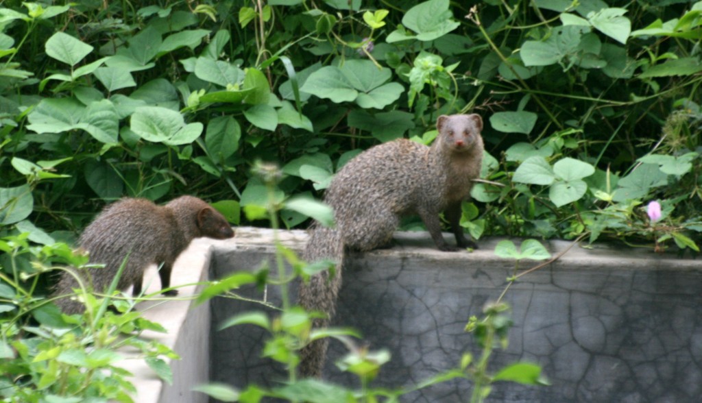 Indian Grey Mongoose Herpestes edwardsii