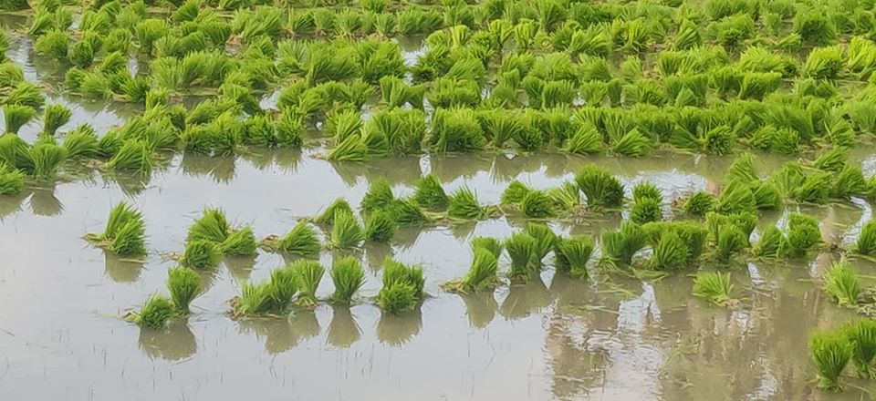 പച്ചപ്പാടക്കടൽ 