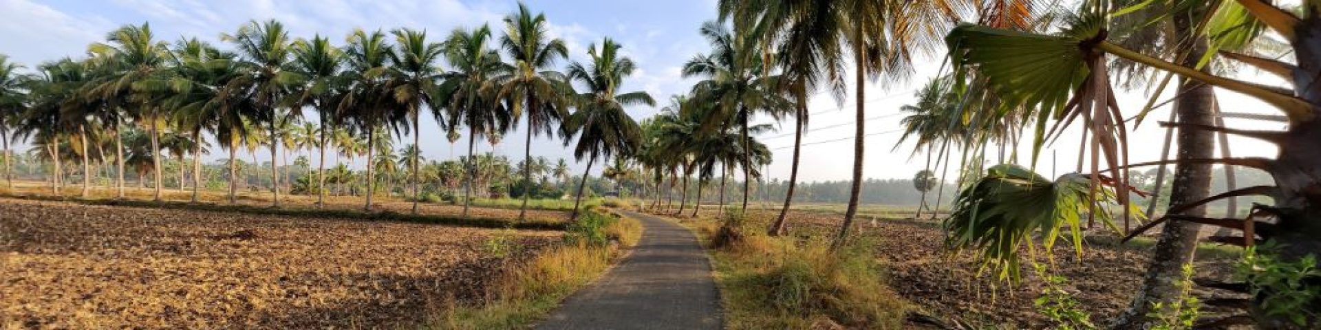 തത്തമംഗലം ഡോട്ട് കോം. TattaMangalam.com 