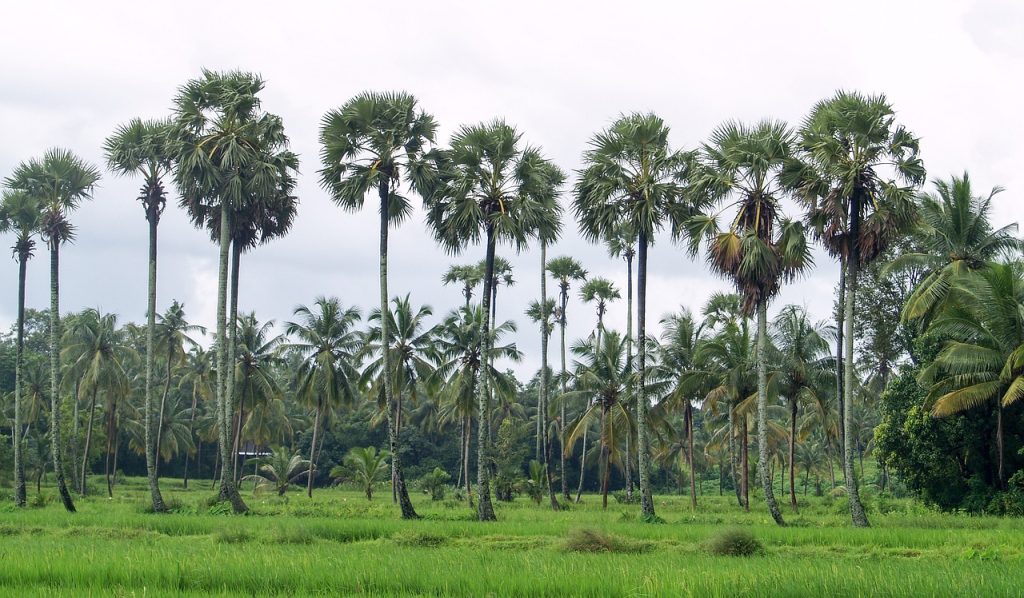 kerala real estate palakkad