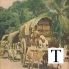 Bullock Carts Kerala , India