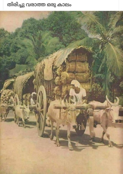 Bullock Carts Kerala , India