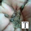 Antlion (കുഴിയാന)