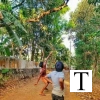 മാങ്ങയേറ്  