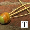 മച്ചിങ്ങ കളിപ്പാട്ടം