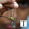 തുമ്പിയെ കൊണ്ട് കല്ലെടുപ്പിക്കൽ I
