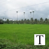 2009-images-tattamangalam_0228