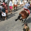 2007-kuthiravela-angadivela_1067-small-