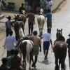 2007-kuthiravela-angadivela_1086-small-