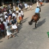 2007-kuthiravela-angadivela_1100-small-