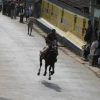 2007-kuthiravela-angadivela_1105-small-
