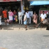 2007-kuthiravela-angadivela_1119-small-
