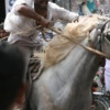 2007-kuthiravela-angadivela_1138-small-