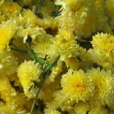 chittur-tattamangalam-florist-kerala