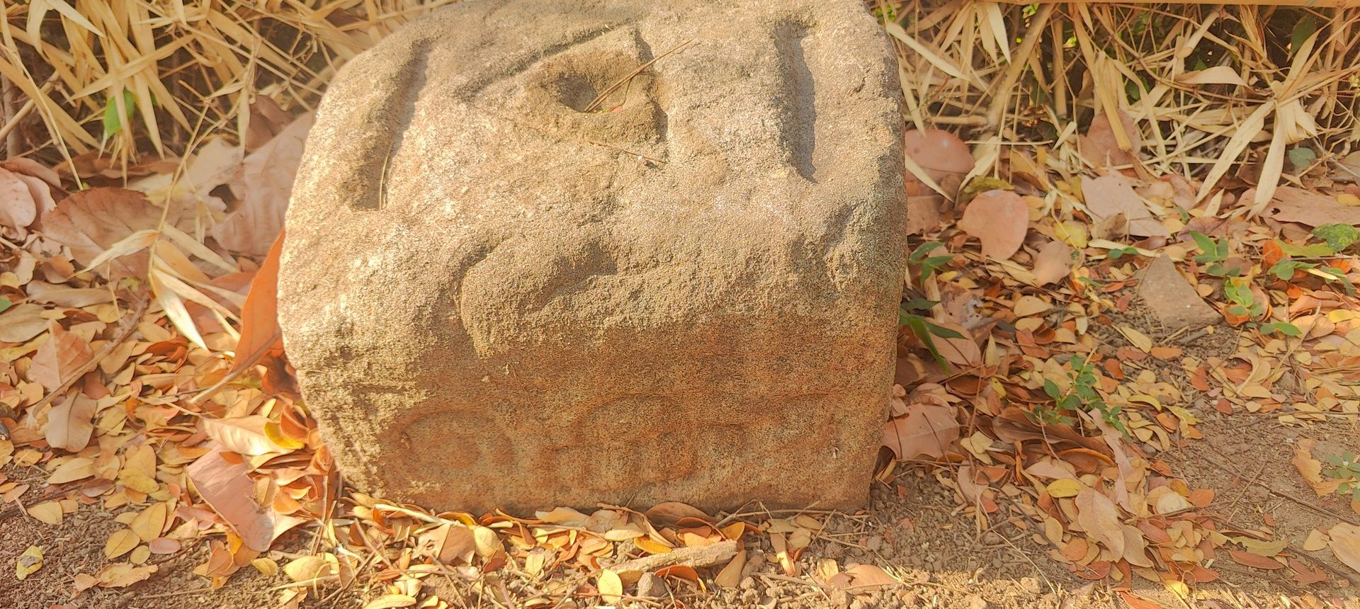 Paddy field panorama near Tattamangalam